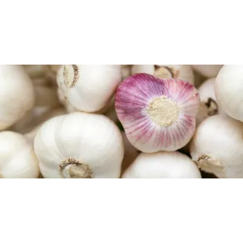 Organic Garlic 